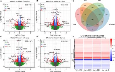 Glucocorticoid receptor hypersensitivity enhances inflammatory signaling and inhibits cell cycle progression in porcine PBMCs